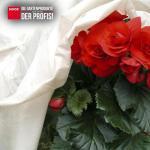 Winterschutz Rosenhaube 2er Pack 75x80cm weiß – Bild 3