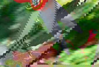 Rosen richtig schneiden 2